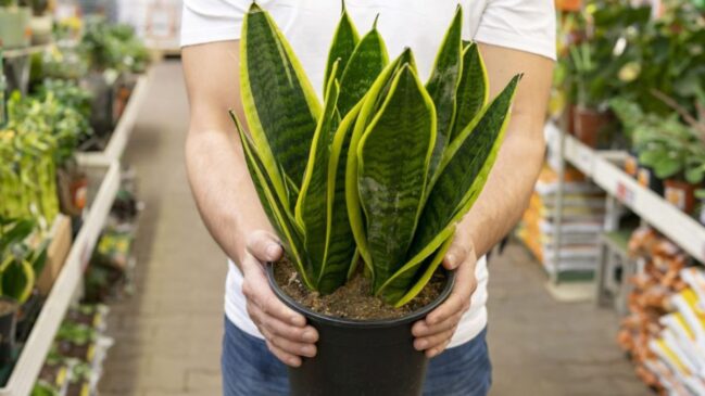 Imagem mostra uma planta espada-de-sao-jorge