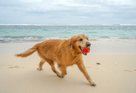 Projeto da Câmara de Santos libera a entrada de cães na faixa de areia da praia