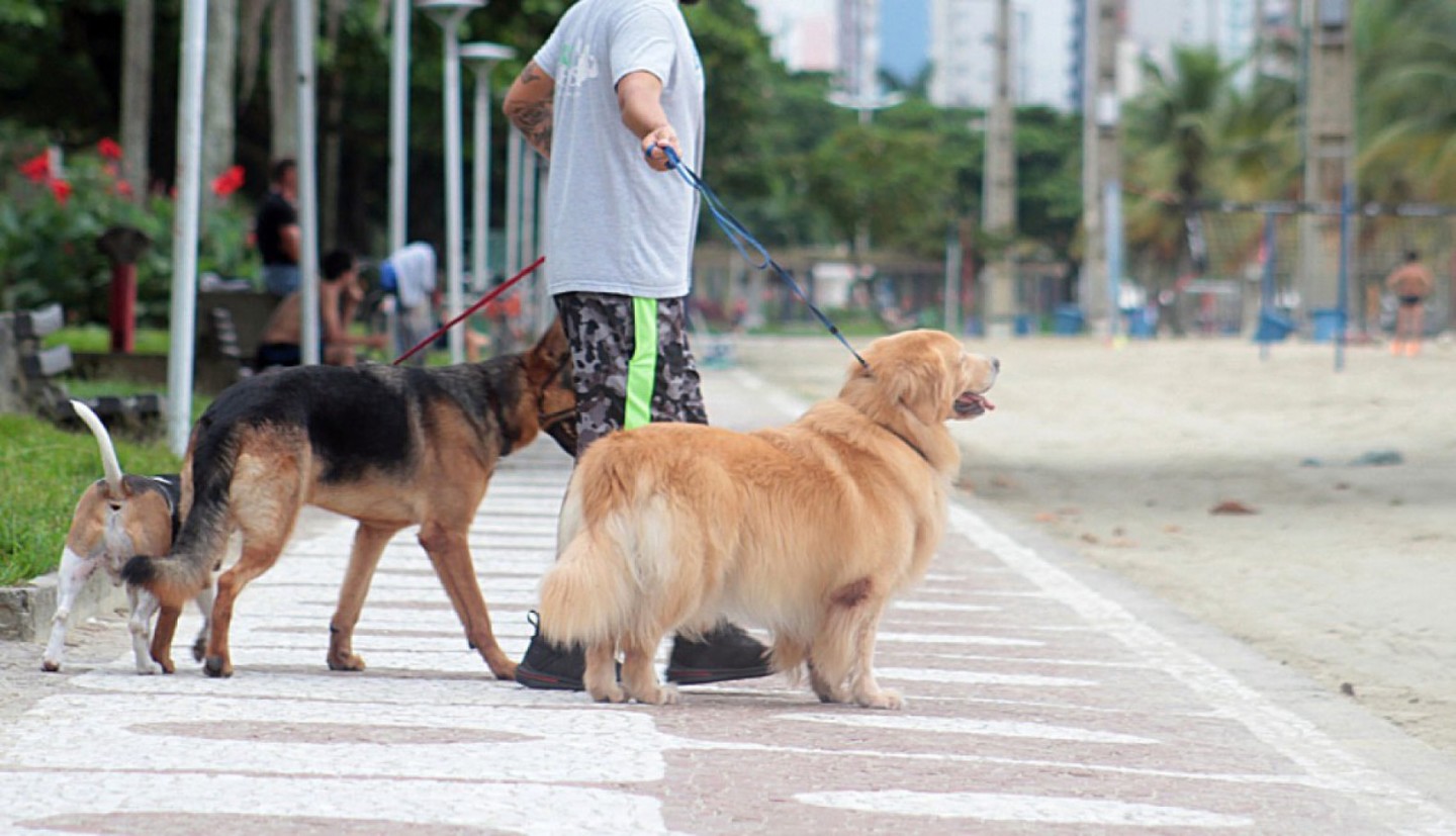 O 1&ordm; Pet's Day de Guarujá acontece neste domingo, das 9 às 17h30, na Avenida Estrela do Mar, na Praia do Guaiúba