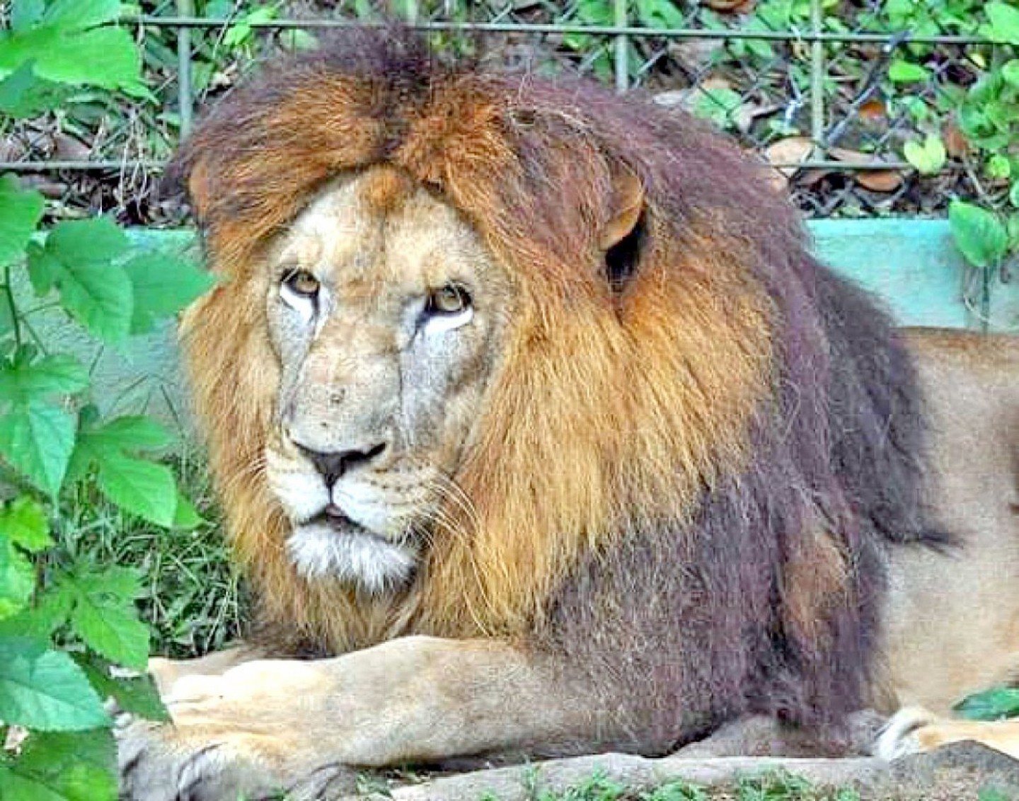 Mayra também diz que até existe a possibilidade de entrega da declaração após o prazo estipulado, desde que se pague multa