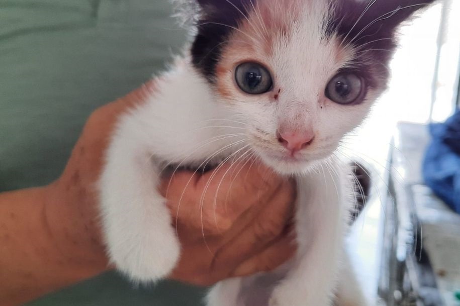 Segundo a Petz, brasileiros preferem adotar gatos a cães