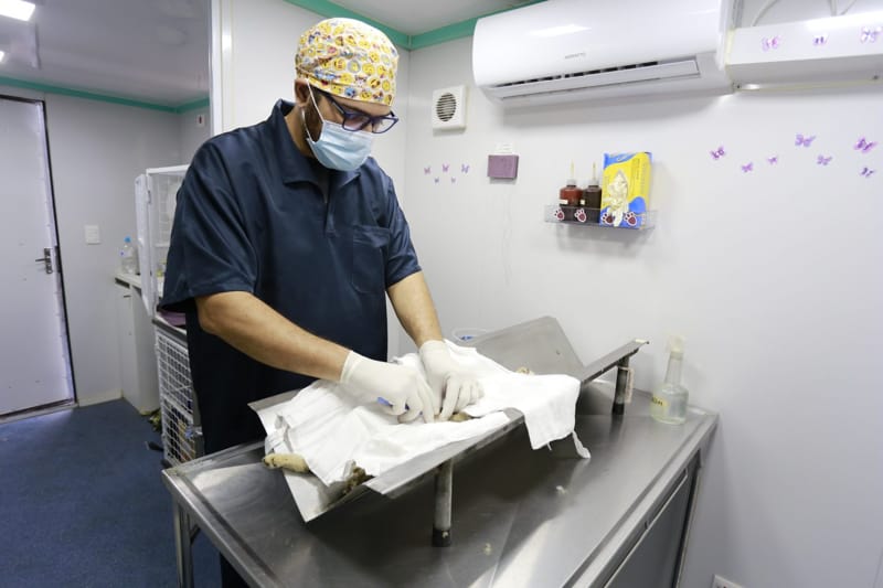 Canil abre 300 vagas para castração gratuita em Guarujá