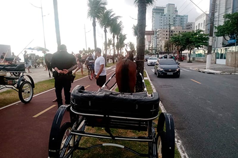 Operação flagra corrida de charretes em Praia Grande