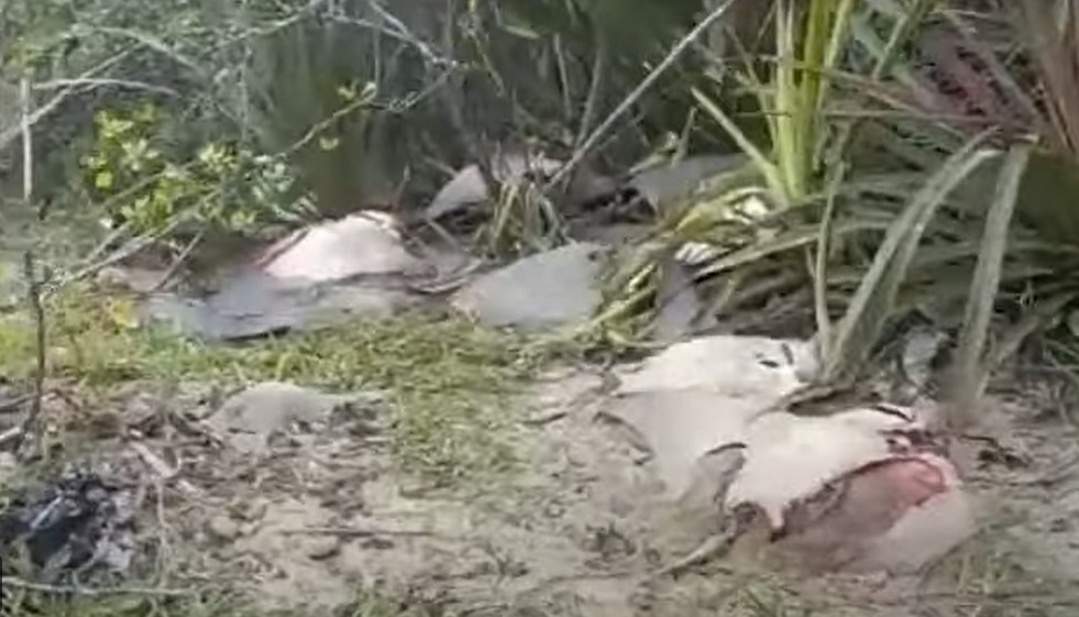 Dezenas de raias e três tubarões são encontrados mortos em praia de Peruíbe