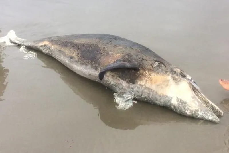 Golfinho é encontrado morto na faixa de areia de Praia Grande