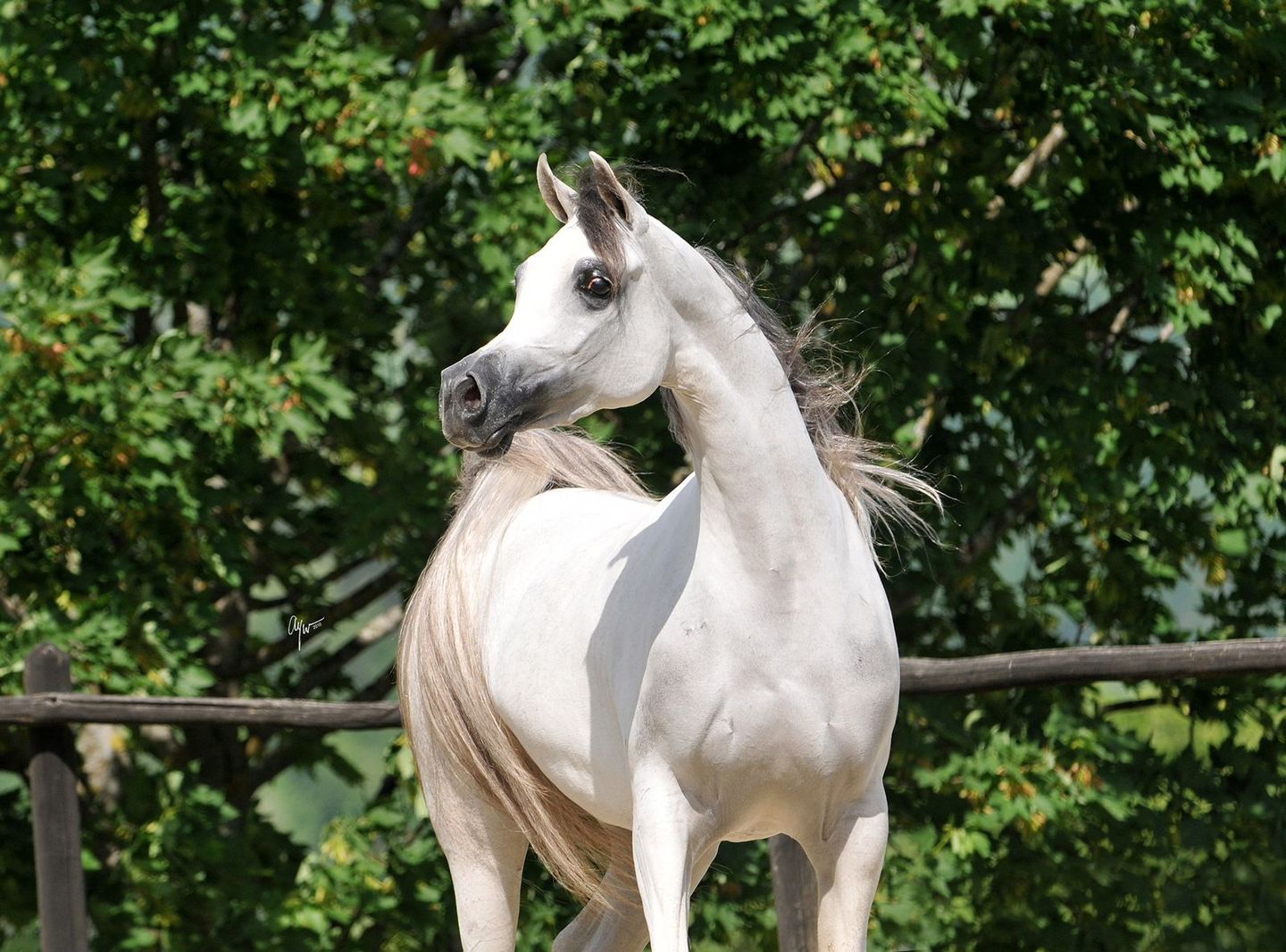 Batizada de FT Shaella, a égua de criação de Flávia Torres, do Haras FT, de Boituva, foi vendida ainda muito jovem