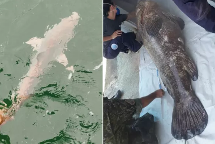 PM Ambiental flagra pesca ilegal de peixe de 2 metros, tubarões e camarão em Praia Grande e Cananeia