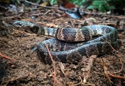A cobra da espécie Dipsas neuwiedi, é conhecida como 'dormideira'