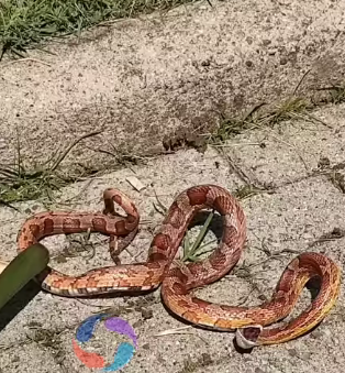 Cobra rara no Brasil é atropelada em Praia Grande; veja vídeo