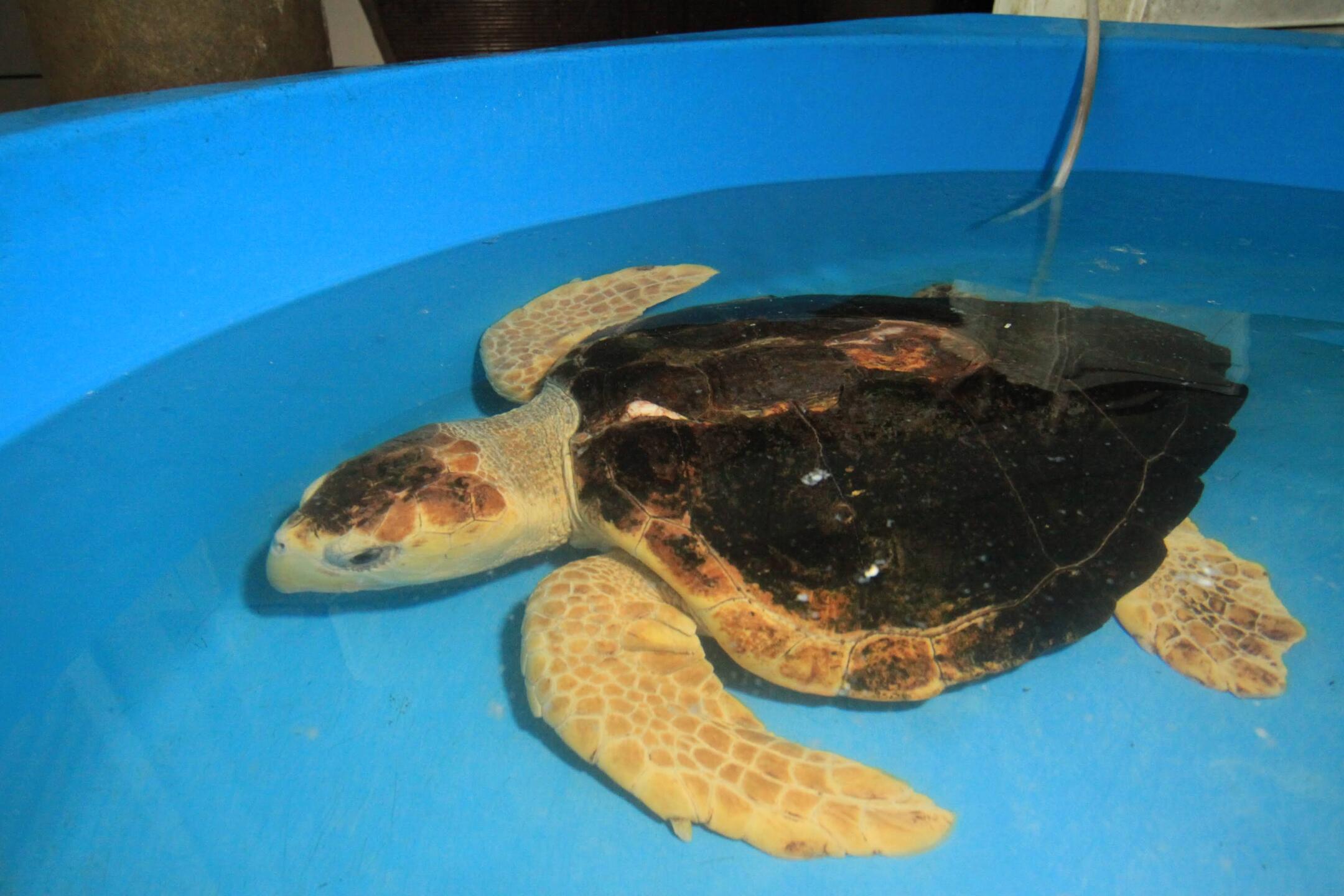 Tartarugas são encaminhadas pela Guarda Municipal, Corpo de Bombeiros, banhistas ou surfistas