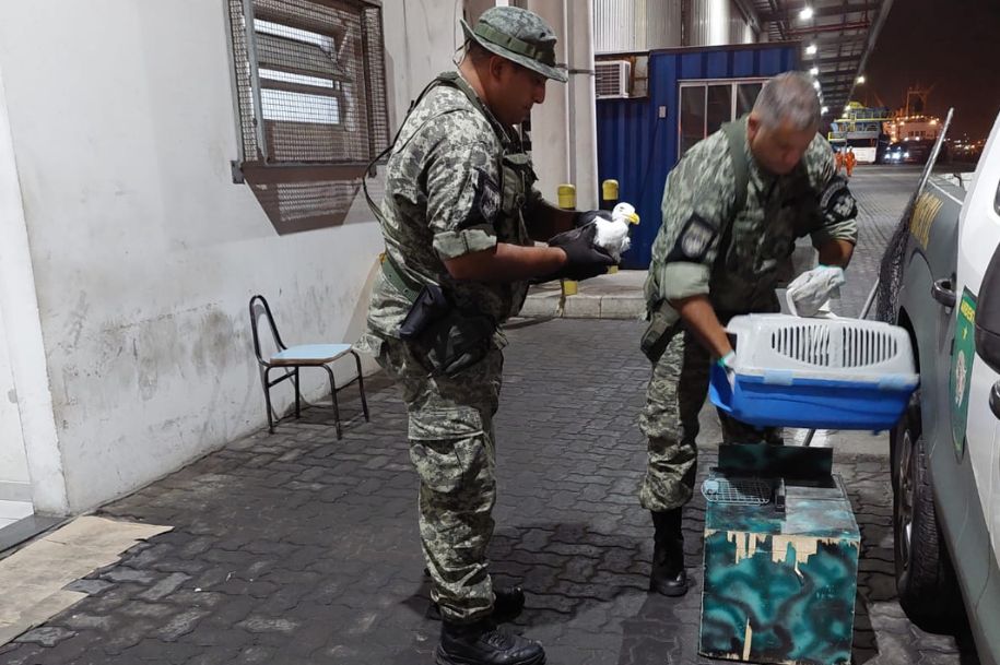 GCM Ambiental de São Vicente resgata duas aves silvestres durante feriado do Dia do Trabalho