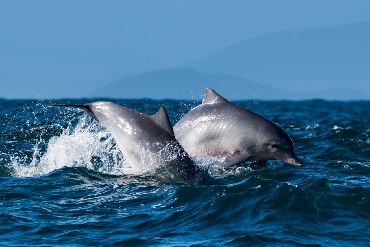 Nos últimos anos, vem sendo notado um registro maior de baleias no litoral brasileiro