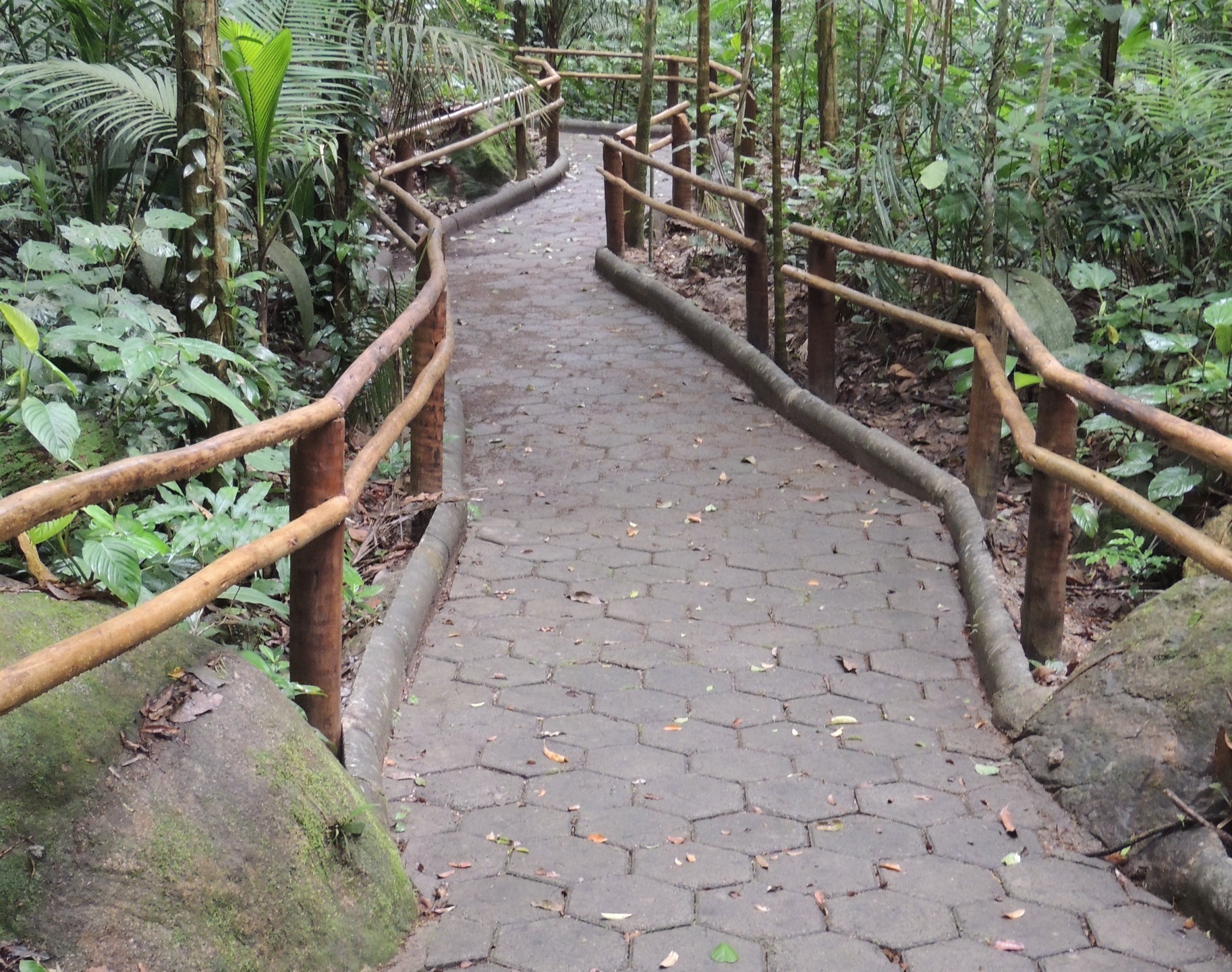 Trilha das Palmeiras, do Parque Estadual Serra do Mar
