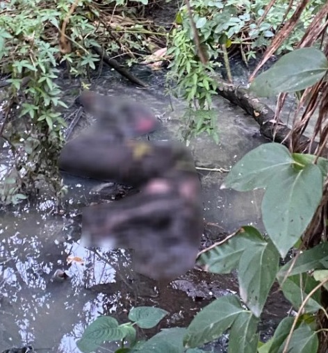 Corpo é encontrado em manguezal em Guarujá