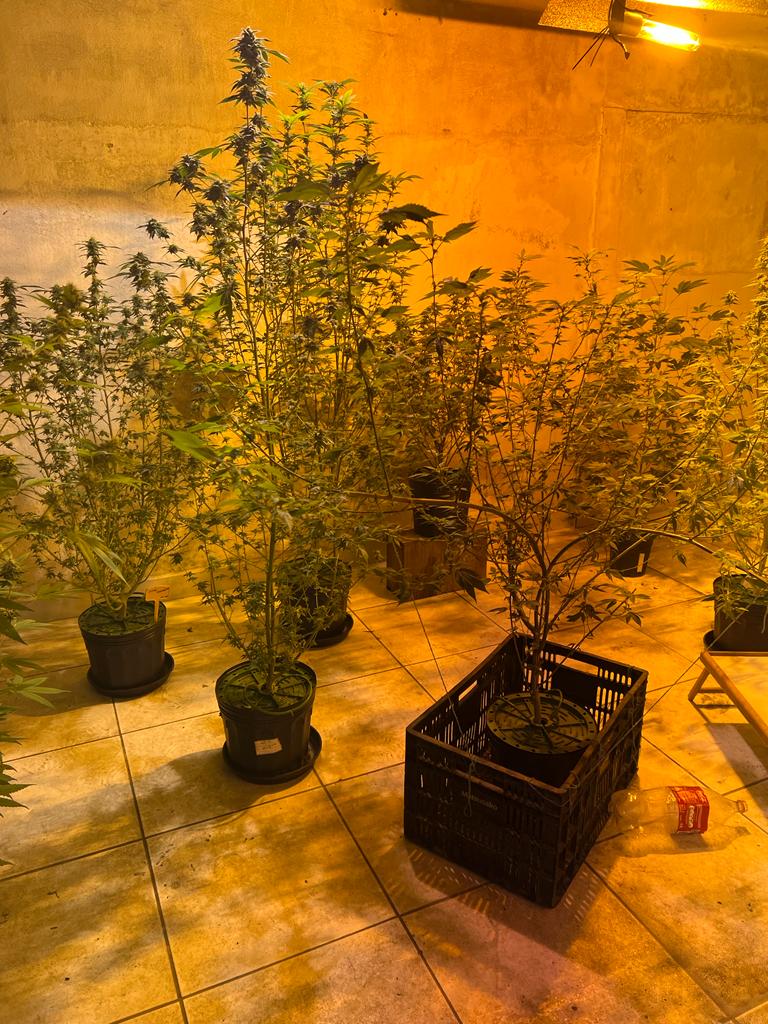 Policiais encontraram 69 vasos com plantação de maconha e apetrechos utilizados para o seu plantio