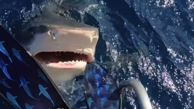 O tubarão quase abocanhou a mergulhadora