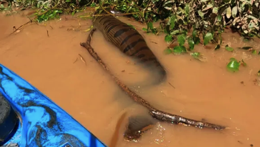 Com 'barriga cheia', sucuri gigante assustou pescadores