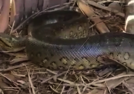 O animal foi solto na natureza após a captura