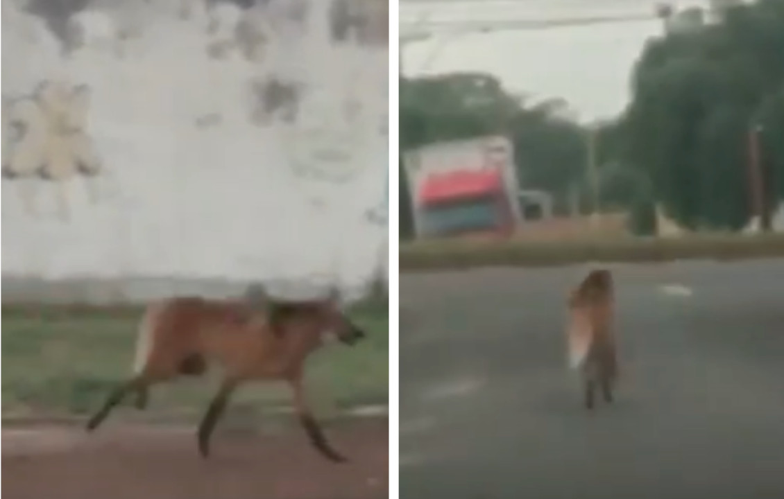 O animal foi flagrado por trabalhadores que passavam pelo local