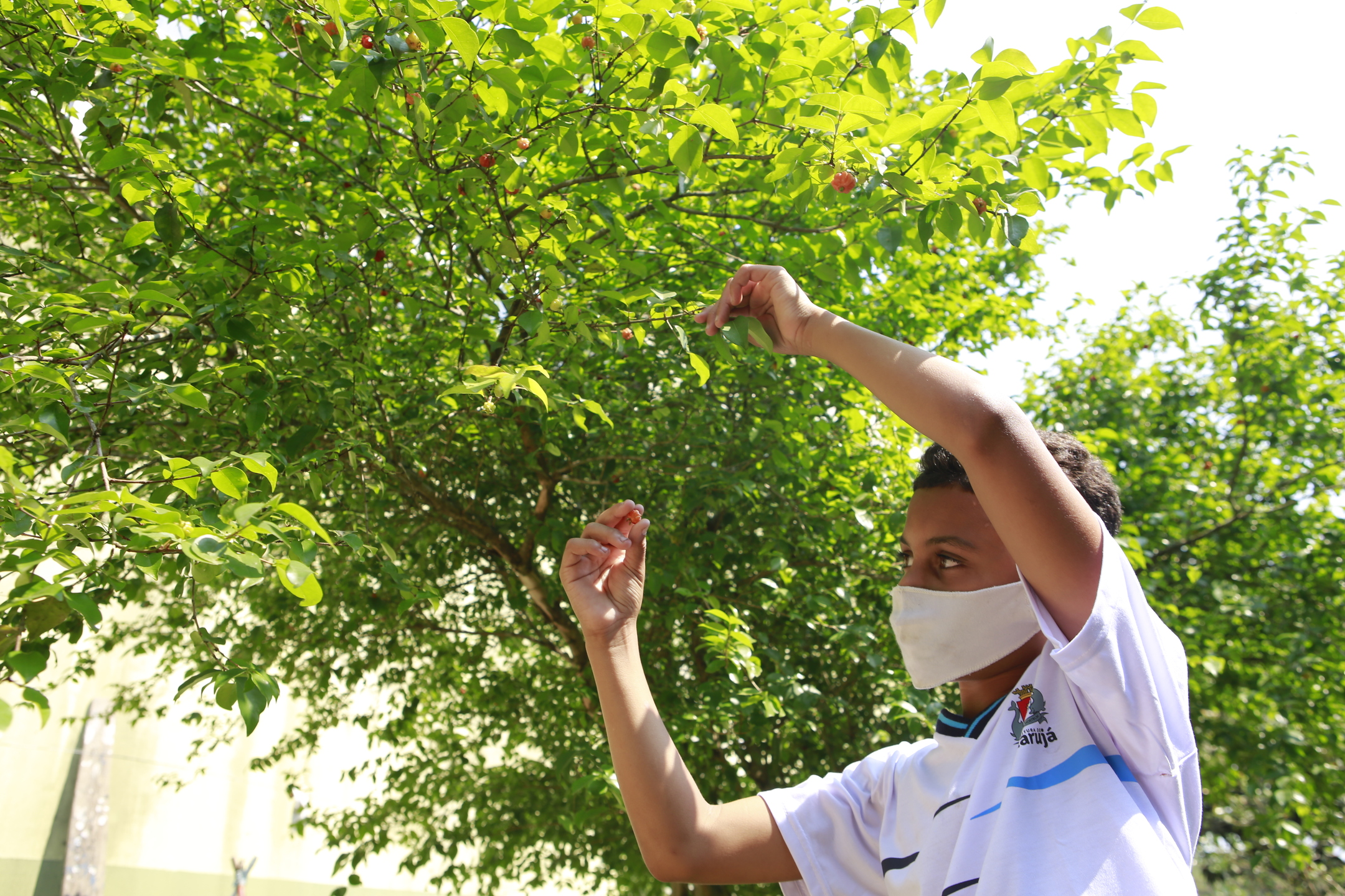 Com o progresso urbano, a árvore foi desaparecendo da cidade, mas intenção é resgatar as pitangueiras