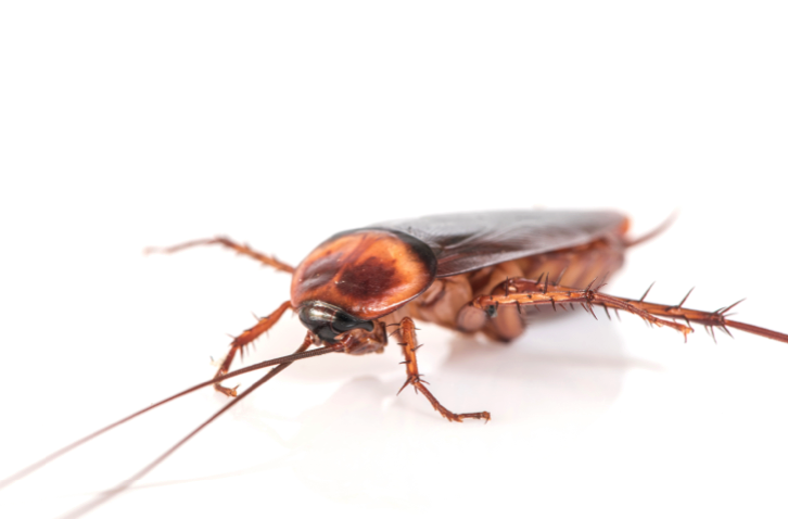 Soluções simples e de baixo custo podem ser muito eficazes para acabar com as baratas