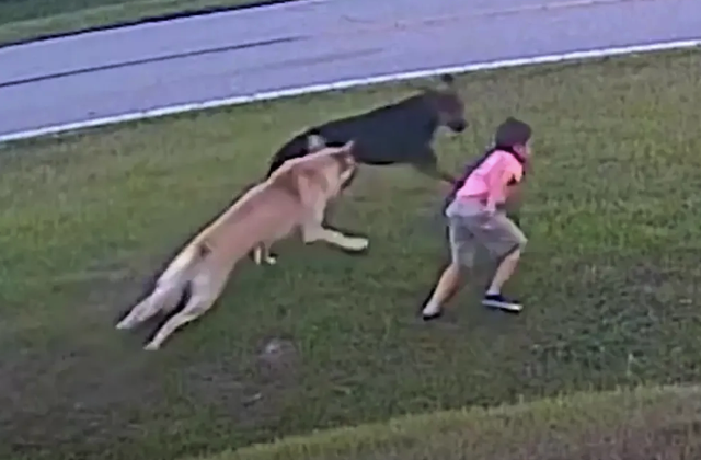 Tanky já é considerado um dos cões-heróis mais famosos do Tiktok