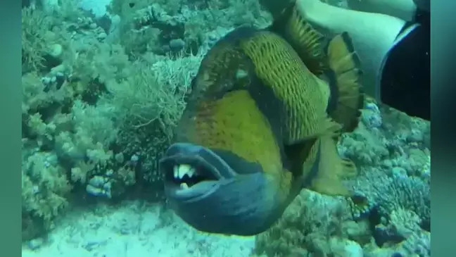 O nadador teria incomodado, sem querer, a família do peixe