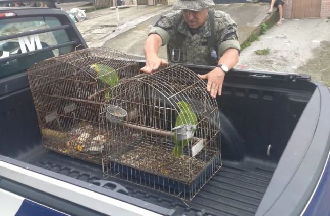 As aves foram levadas para a Base Ambiental, passaram por avaliação veterinária e foram soltas