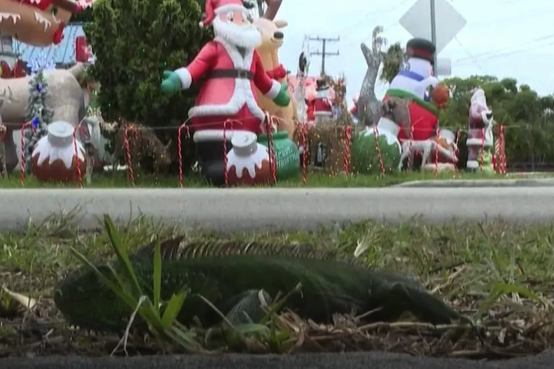 Répteis têm dificuldade em sobreviver em períodos de baixas temperaturas