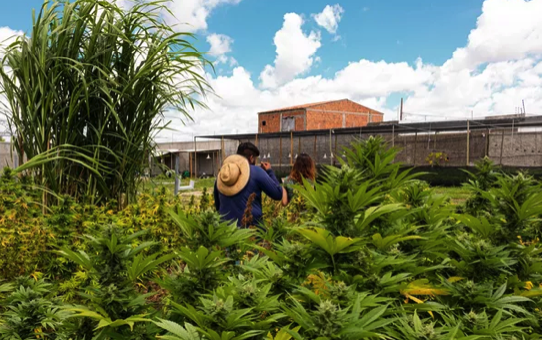 Plantação de cannabis medicinal na Abrace