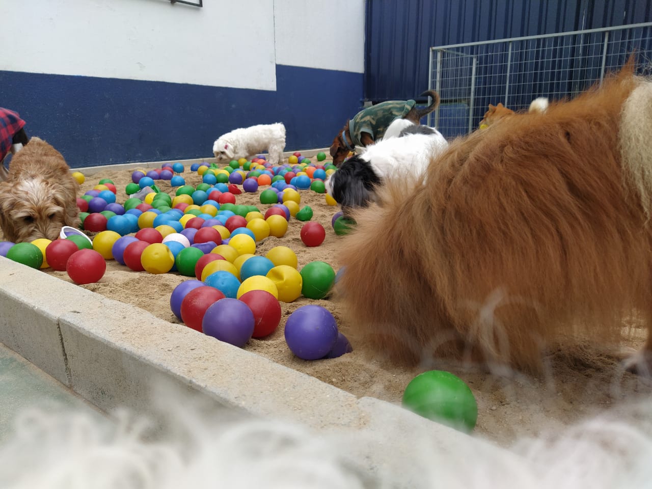 Para evitar que o cãozinho fique entediado ou até mesmo estressado, é importante deixar algum brinquedo ou atividade para que ele possa se divertir