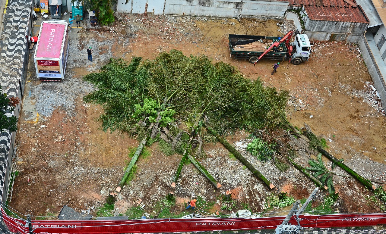 Seis árvores foram cortadas para dar espaço a um novo prédio no Gonzaga