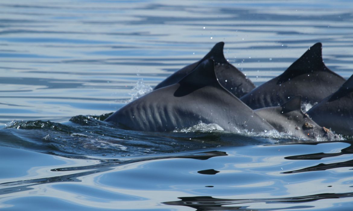 Pesquisadores vão investigar o aparecimento de cerca de 500 golfinhos da espécie boto-cinza (Sotalia guianensis), entre adultos, juvenis e filhotes
