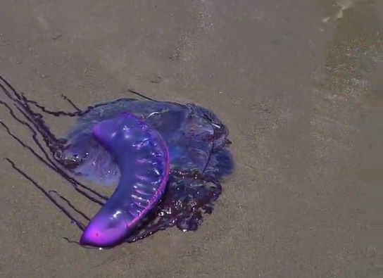 A aparição destes animais não é tão rara quanto se imagina