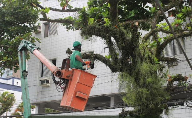Poda busca deixar copas mais leves e árvores mais equilibradas para não tombarem