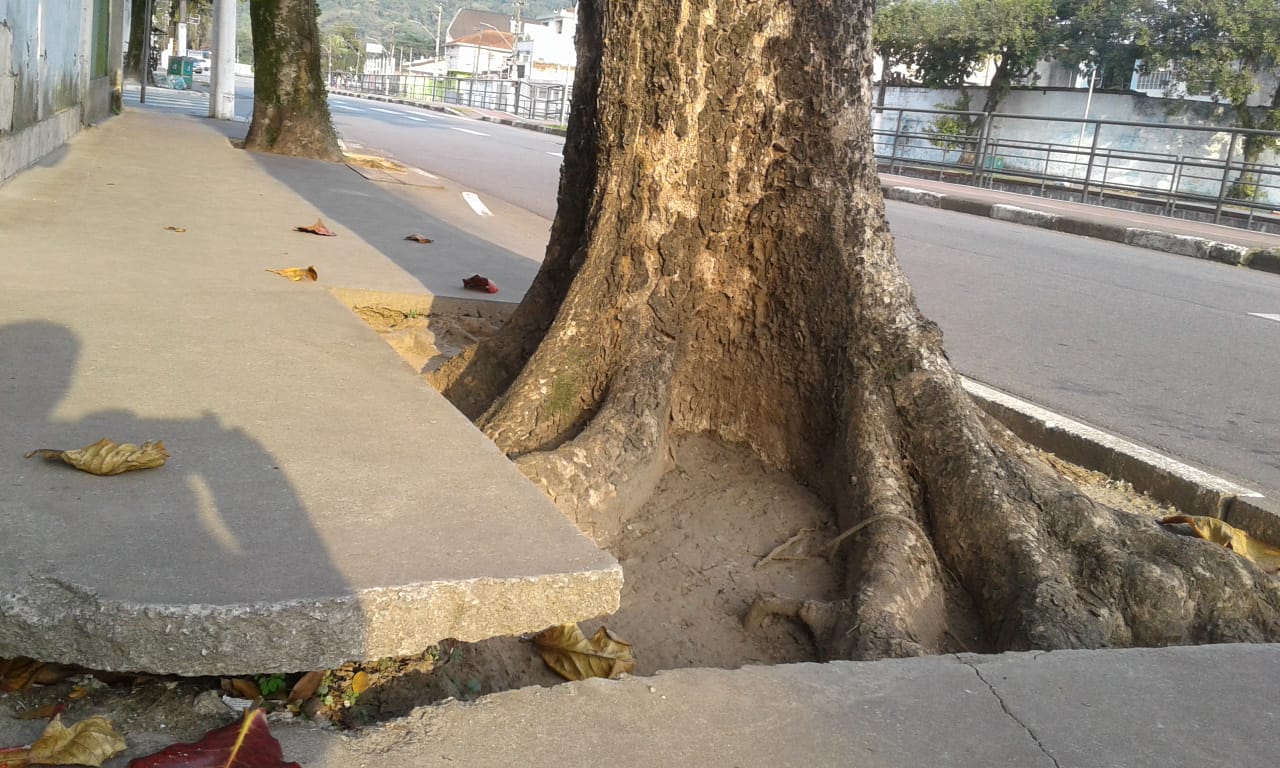 Moradores explicam que já acionaram a Prefeitura de Santos em outras ocasiões para tentar solucionar problema com árvore
