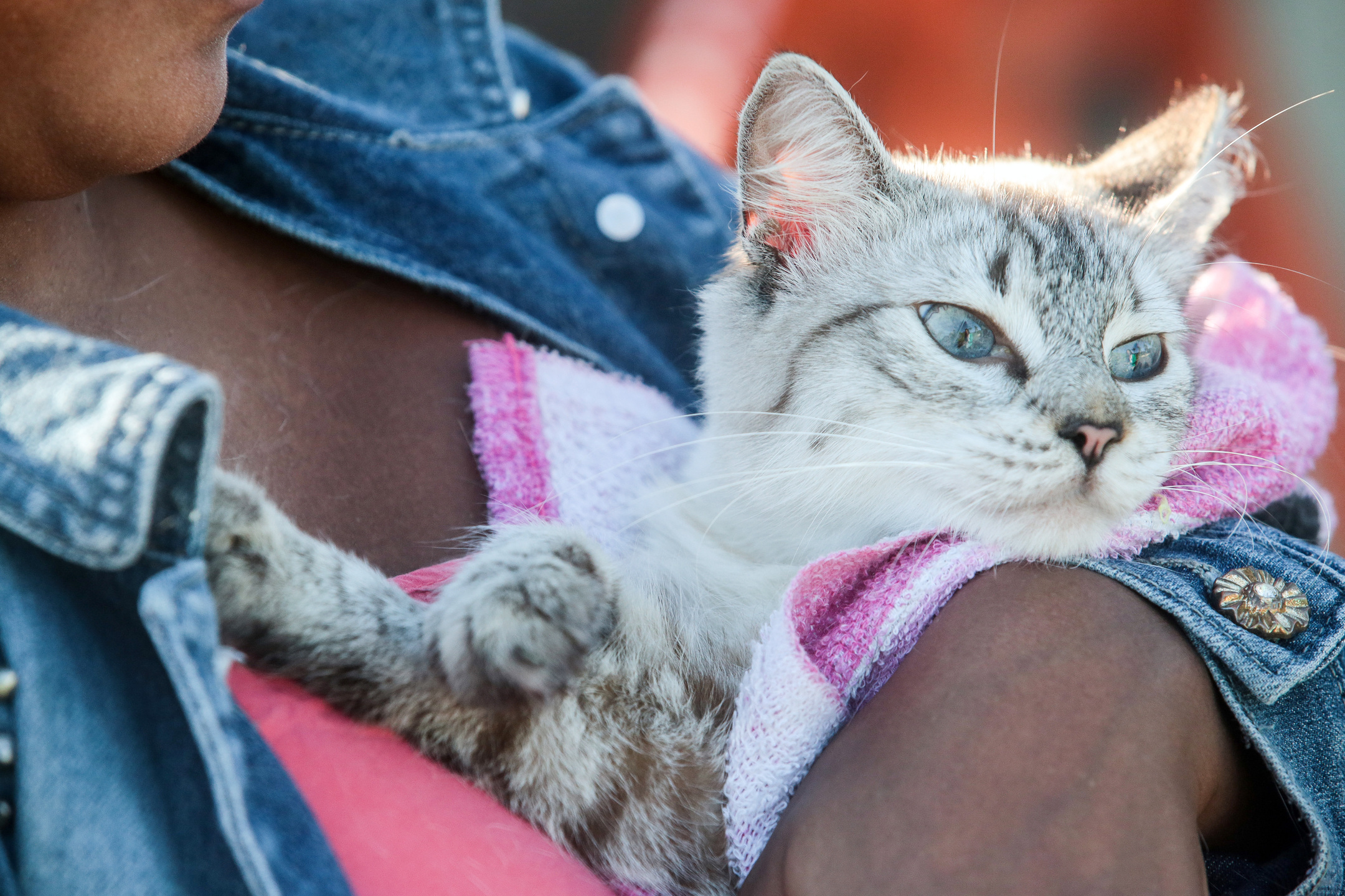 Desde o ano passado, a Prefeitura ampliou a oferta de cirurgias gratuitas de castração