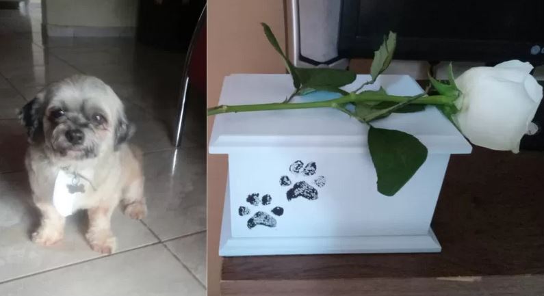 As cinzas foram entregues numa caixinha branca, com as patinhas impressas e uma rosa branca sobre ela