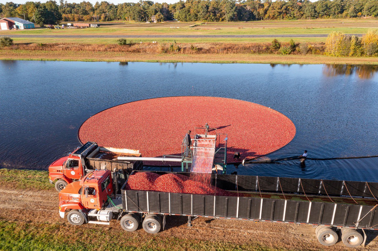 A colheita de cranberries frescos é feita no meio do mês de setembro a novembro