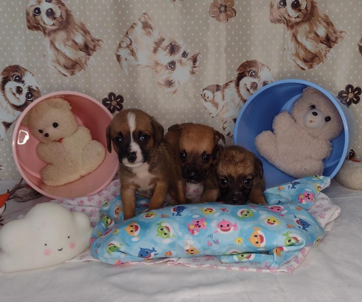 A ação acontece na Praça 14 Bis, na Vila Alice, em Vicente de Carvalho