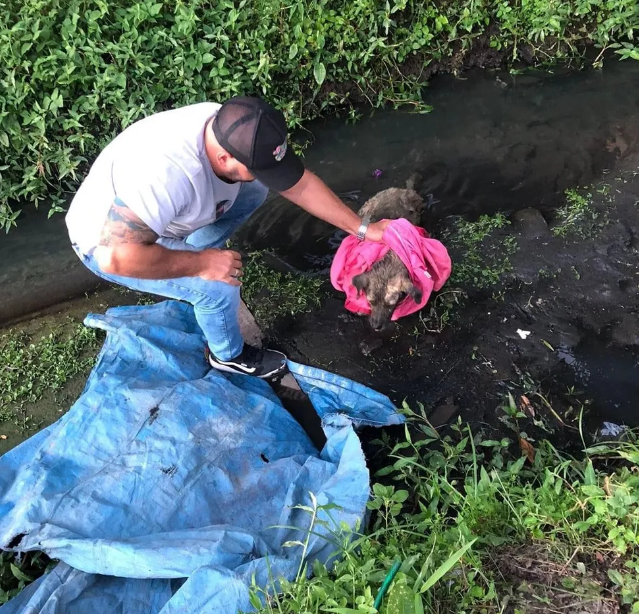 O animal foi internado com pupilas dilatas, taquicardia, confusão mental, paralisia de membros pélvico e torácicos, além de euforia e tremores musculares