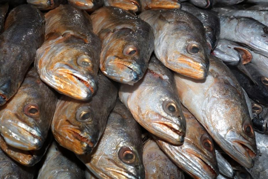 A Campanha do Pescado promovida pela Prefeitura será realizada na Sexta-feira Santa (7), das 7h às 13h