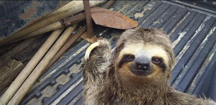 Bicho preguiça foi resgatado às margens do Km 344 da SP-055 (Rio-Santos)