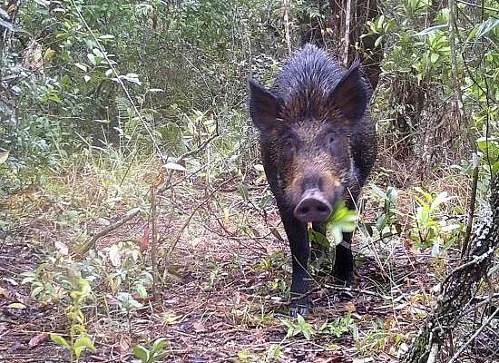 Um homem de 48 anos foi morto após ser atingido por um tiro acidental disparado pelo próprio amigo durante uma caçada a javalis em Pindamonhangaba