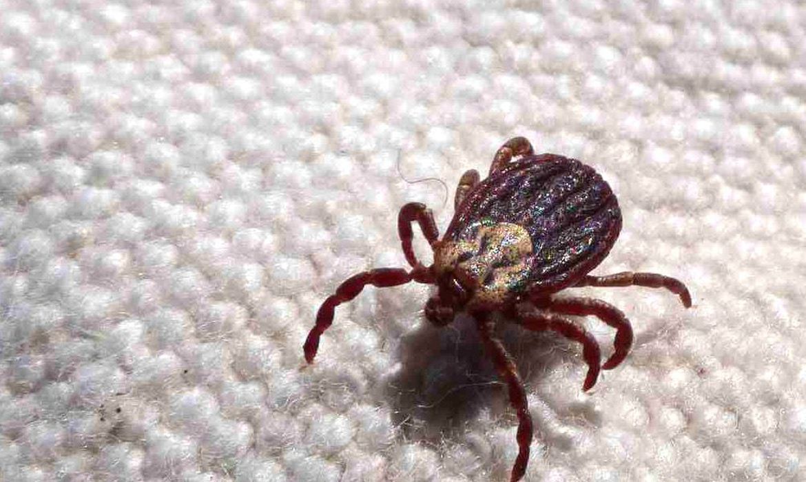 A febre maculosa, também conhecida como doença do carrapato, é uma infecção febril de gravidade variável, com elevada taxa de letalidade