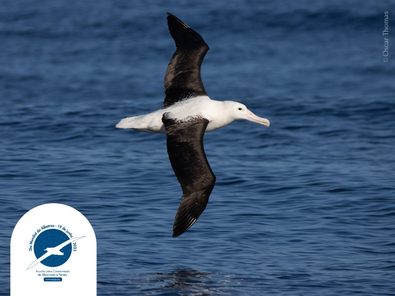 Dia Mundial do Albatroz é celebrado em 19 de junho