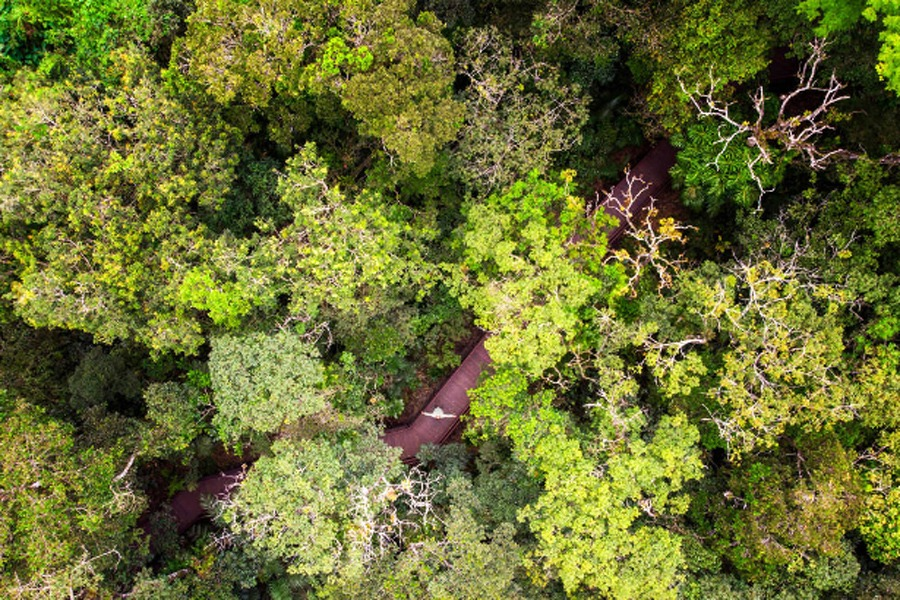 As visitas à reserva natural fazem parte das atrações de Bertioga