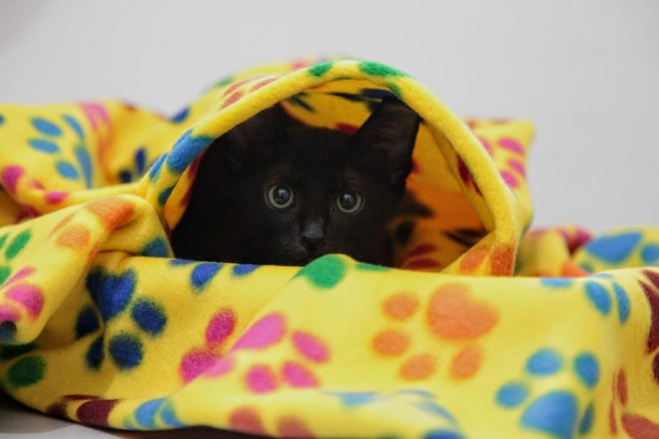 Codevida realiza campanha para proteger cães e gatos.