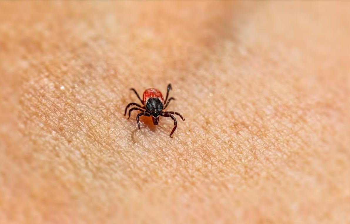 A bactéria existe e o deslocamento dos carrapatos pode trazê-la à nossa cidade