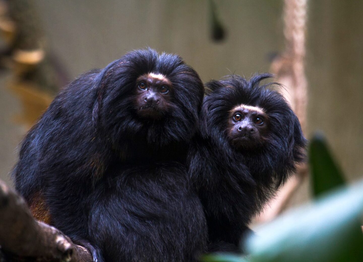 Em março, foram identificados filhotes do sagui-da-serra-escuro, conhecido popularmente como sagui-caveirinha
